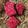 Biscuit Cheval - Pure Detox Betterave - Happy Crackers - Bio, Vegan et sans Gluten -