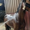🧼🐴 Shampoing solide pour chevaux - La Douche à Maouche