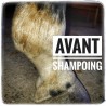 Shampoing sec en poudre pour chevaux - La Douche à Maouche