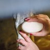 🧼🐴 Shampoing solide pour chevaux - La Douche à Maouche