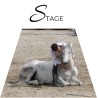 STAGE/DEMONSTRATION/SPECTACLE JF PIGNON